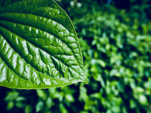 Piper Sarmentosum or Chaplo is an herb that can be used for cooking food. Vegetable garden. 