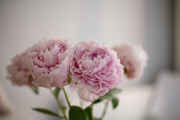 Pink peonies flower bouquet decorating an interior home