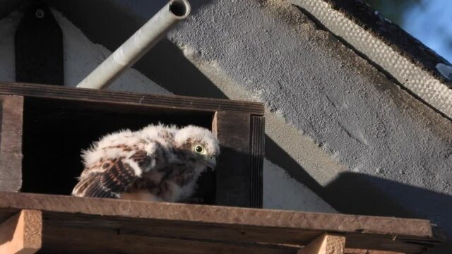 Turmfalke (Falco tinnunculus) Junges vor Nest