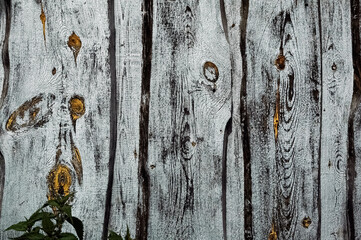 old wooden door
wood texture background