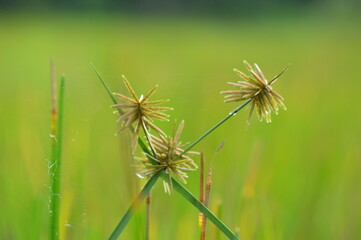 Obraz premium Wild flowers with green blurred background