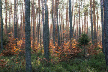 Jesienny piękny las. Park Krajobrazowy Cysterskie Kompozycje Krajobrazowe Rud Wielkich - obrazy, fototapety, plakaty
