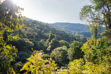 landscape top mountain green atlantic forest © Anderson