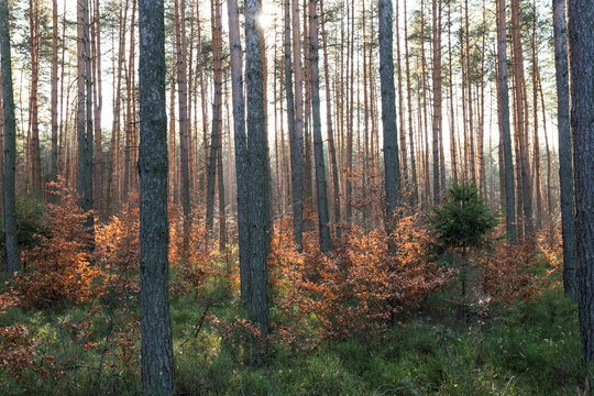 Jesienny piękny las. Park Krajobrazowy Cysterskie Kompozycje Krajobrazowe Rud Wielkich