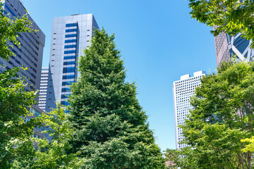 Obraz na płótnie Canvas 新緑が綺麗な西新宿高層ビル群