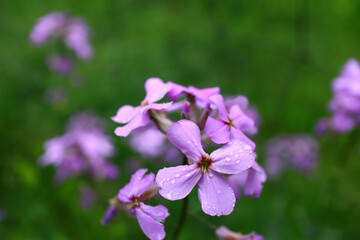Pink flowers in the garden