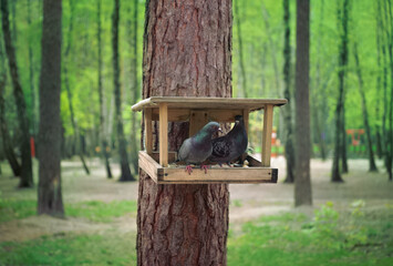 Handmade bird feeder on a pine in a city square