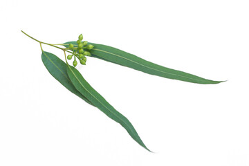 Eucalyptus branch and leaves on white background.Eucalyptus leaves and seeds.