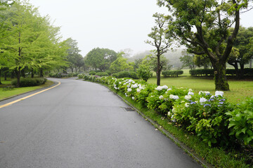 白い紫陽花が咲く公園の道