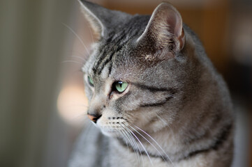 可愛いネコ　　サバトラ猫