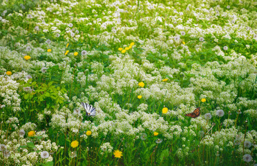 Uncut meadow blooming in summer time. Nature background. 