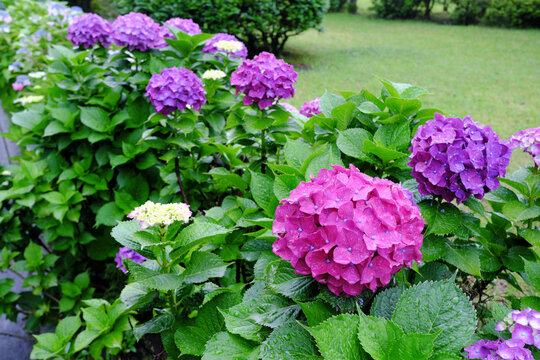 ピンク 花 庭 美しい 夏 紫 葉 赤 日本 満開 Images Browse 178 Stock Photos Vectors And Video Adobe Stock