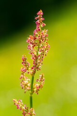 pink flowers on the plain on a beautiful summer day