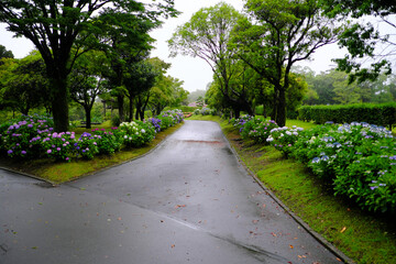 吉野公園の紫陽花ロード