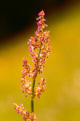pink flowers on the plain on a beautiful summer day