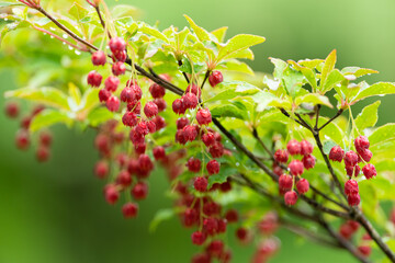 可愛い赤い花　　ドウダンツツジ