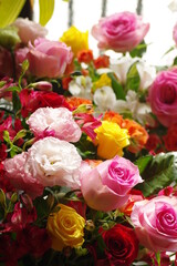 カラフルな薔薇