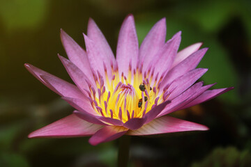 Waterlily an ornamental aquatic plant with large round floating leaves and large, typically cup-shaped,floating flowers