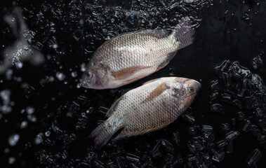 Raw fresh river fish on ice on a dark slate
