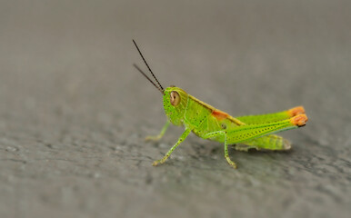 Green grasshopper on gray background