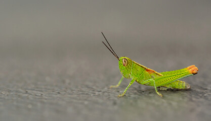 Green grasshopper on gray background