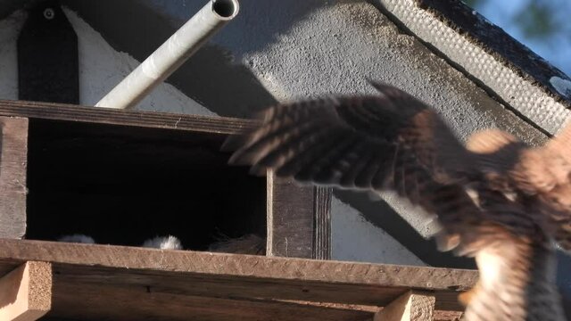 Turmfalke (Falco tinnunculus) Weibchen bringt  Feldmaus