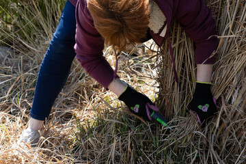 A woman with red hair on her recreation plot cuts a sharp decorative dry grass with a sharp saw.
