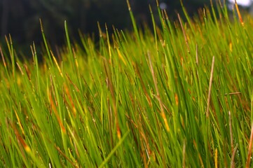 green grass background