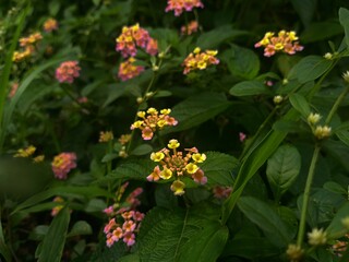 Multi-colored Lantana Camara flower