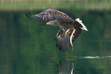 White tailed Eagle Catching eel Raptor Lake Hunting