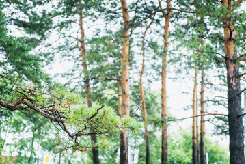 Pine branches in the park. Selective focus.