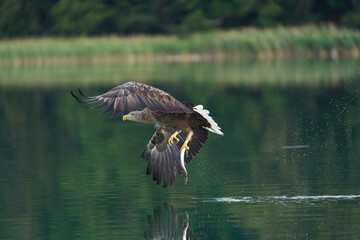 White tailed Eagle Catching eel Raptor Lake Hunting