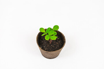 Strawberry seedlings and seedlings in the soil in a pot on a white background. The concept of gardening and agriculture.