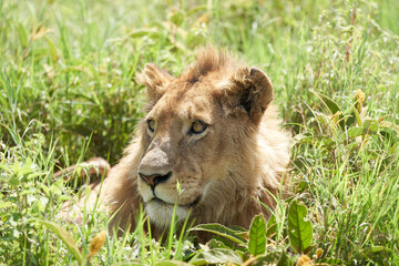 Young Lion Serengeti Ngorongoro crater Safari Africa