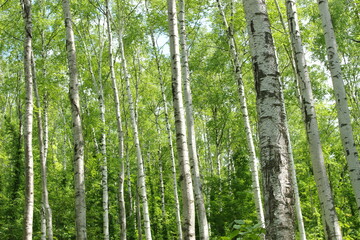 平庭高原　白樺