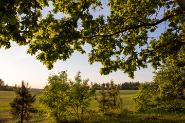 trees in the field