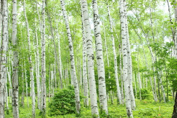 平庭高原　白樺