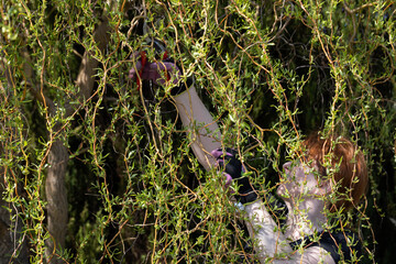 Weeping willow in early spring. Red-haired pruns pruning shears and too long hanging tree branches.