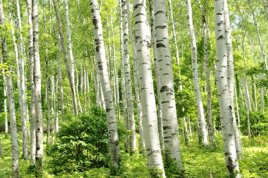 平庭高原 Stock Photos And Royalty Free Images Vectors And Illustrations Adobe Stock