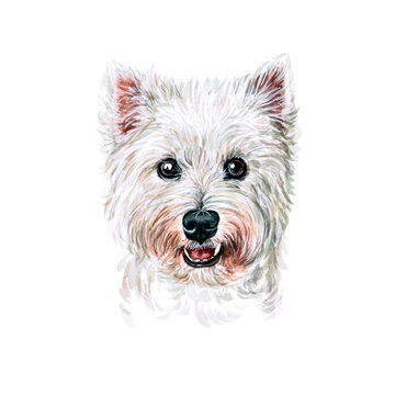 Watercolor illustration of a funny dog. Hand made character. Portrait cute dog isolated on white background. Watercolor hand-drawn illustration. Popular breed dog. West white terrier