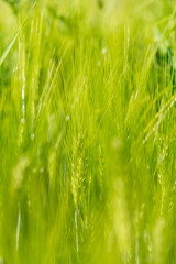Green wheat field, growing barley