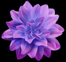  dahlia flower pink-blue.  Flower isolated on the black background. No shadows with clipping path. Close-up. Nature.