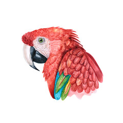 Watercolor illustration of a funny bird. Hand made character. Portrait cute parrot isolated on white background. Watercolor hand-drawn illustration. Ara macao © Valeria
