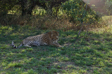 African leopard resting in the shade