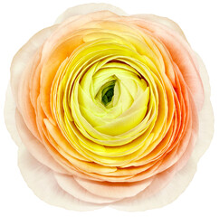 flower yellow-orange rose. . Flower isolated on a white background. No shadows with clipping path. Close-up. Nature.