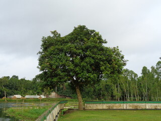 Fototapeta na wymiar Isolated mango tree in a green field with sky view 