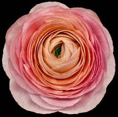 flower purple-pink-blue  rose. .Flower isolated on the black background. No shadows with clipping path. Close-up. Nature.