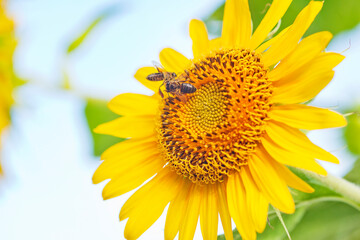 Naklejka premium outdoor photography of sunflower in the Republic of Mauritius,Africa