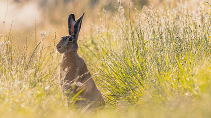 Lièvre perplexe © FranLero