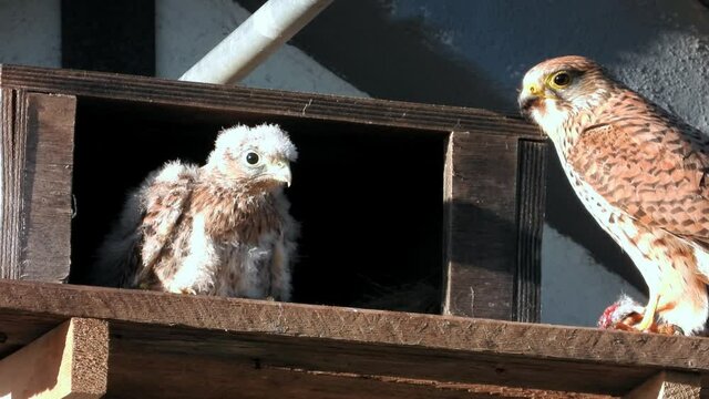Turmfalke (Falco tinnunculus) Weibchen bringt Maus